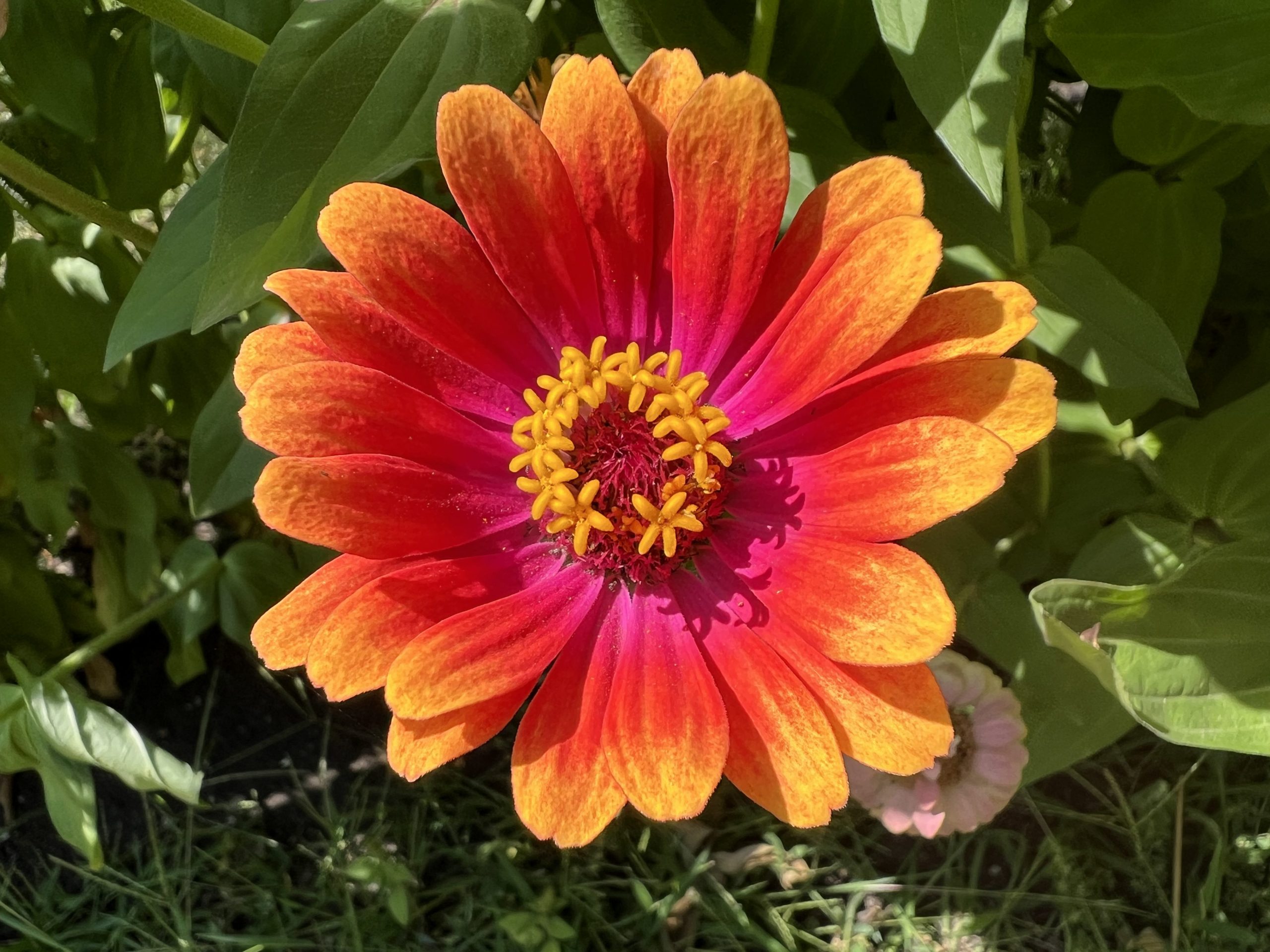 My favorite Zinnia of 2023!