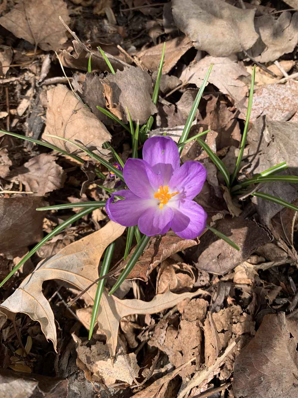 Colorful crocus!