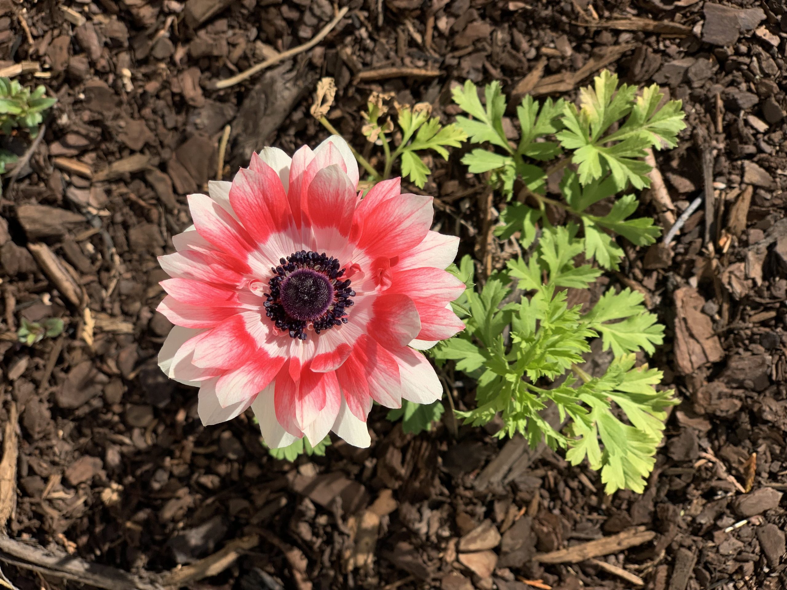 Beautiful anemone