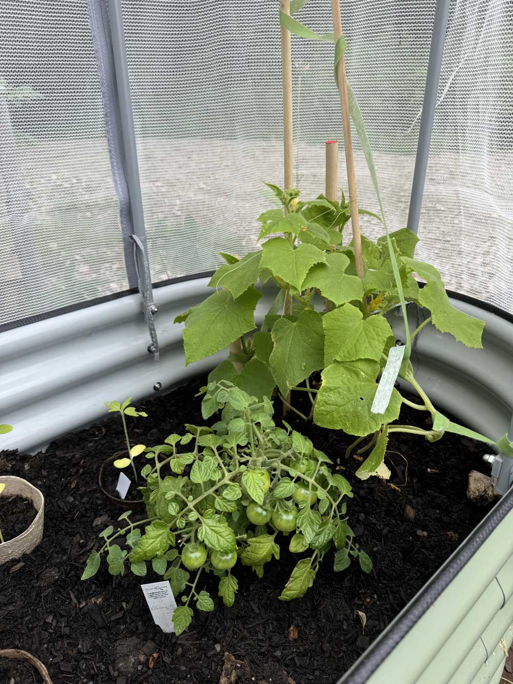 First tomatoes