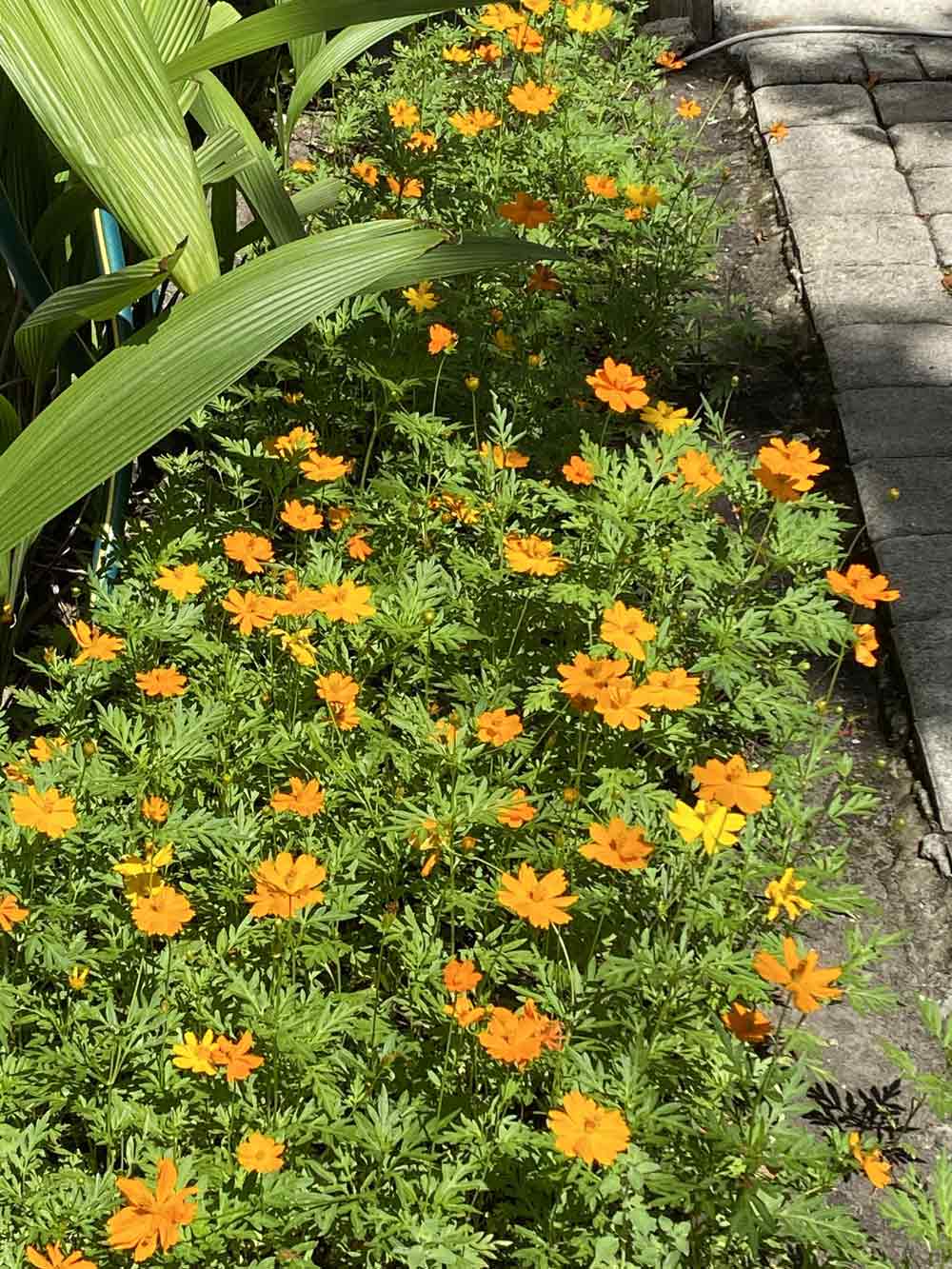 My coreopsis