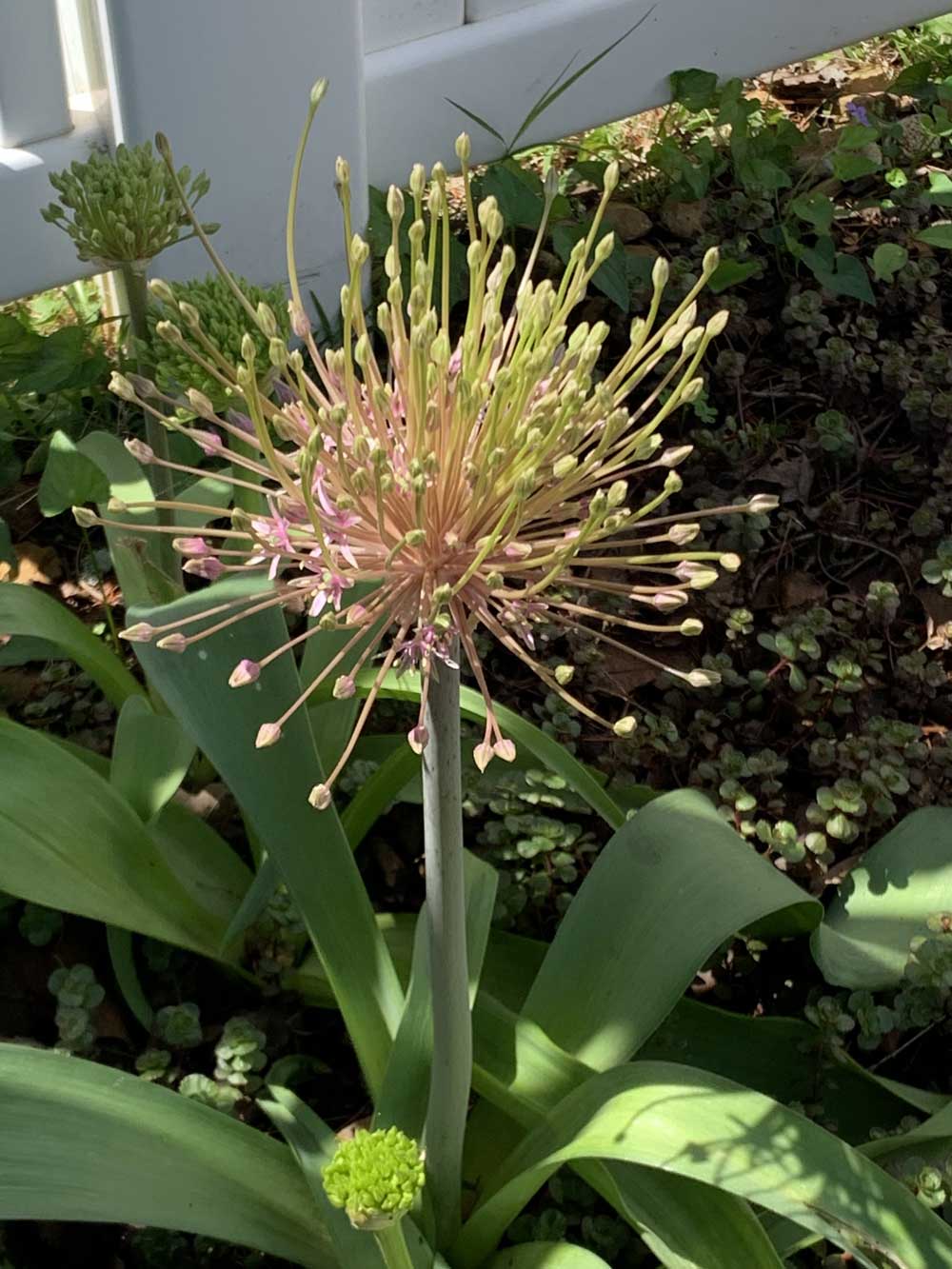 The interesting allium schubertii