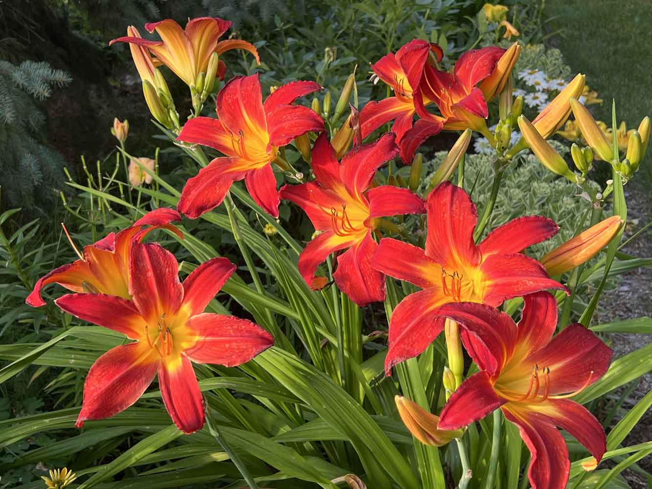 Glowing Daylilies