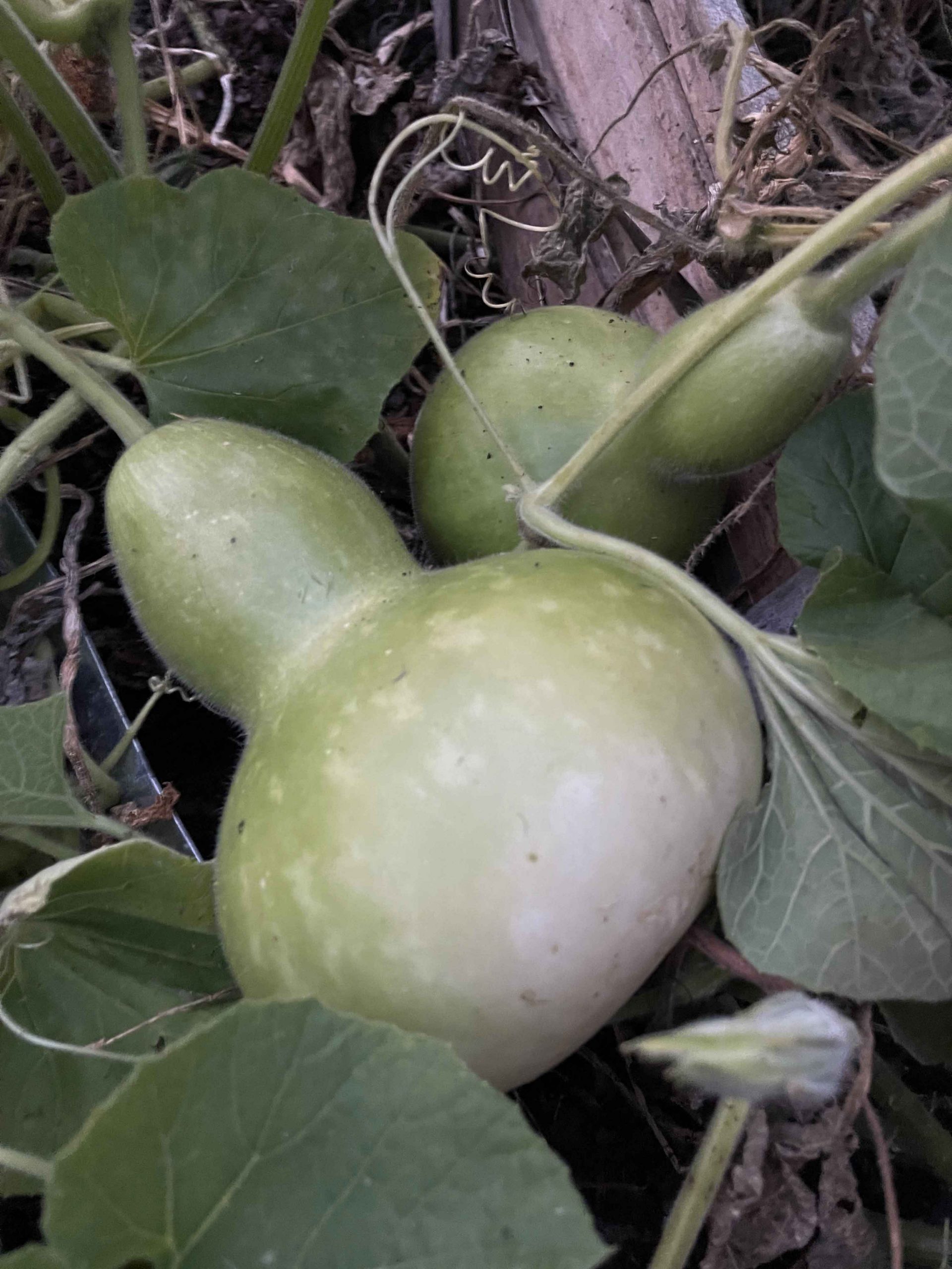 Gourds Galore II