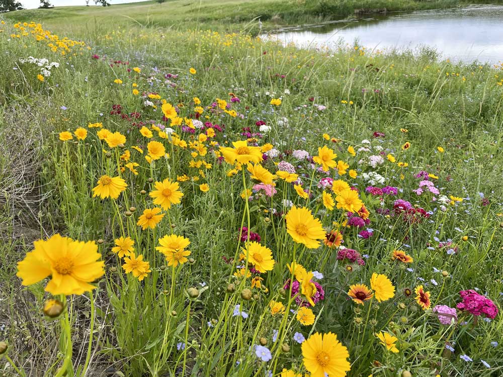 native wildflowers