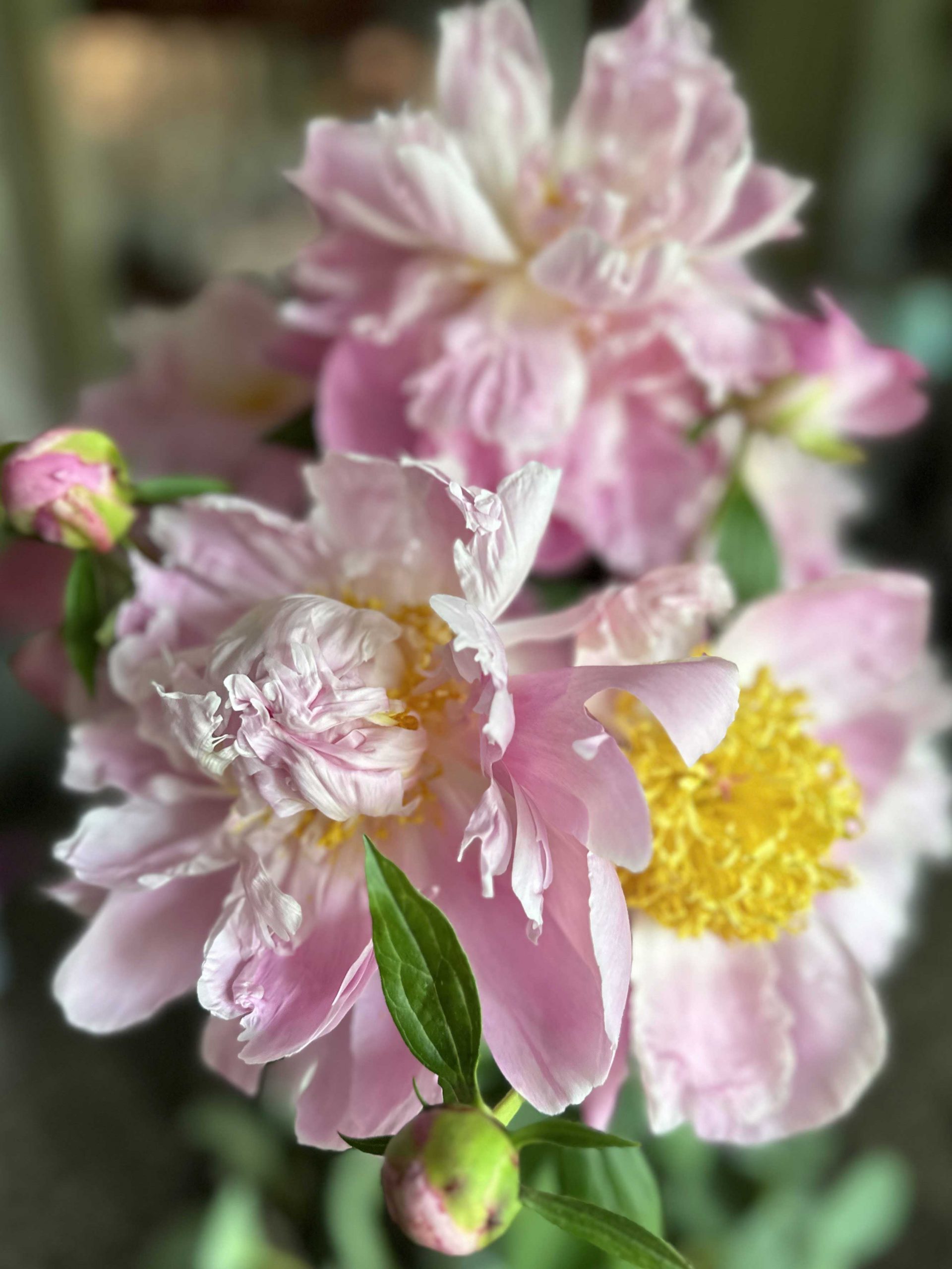 Vase of peonies