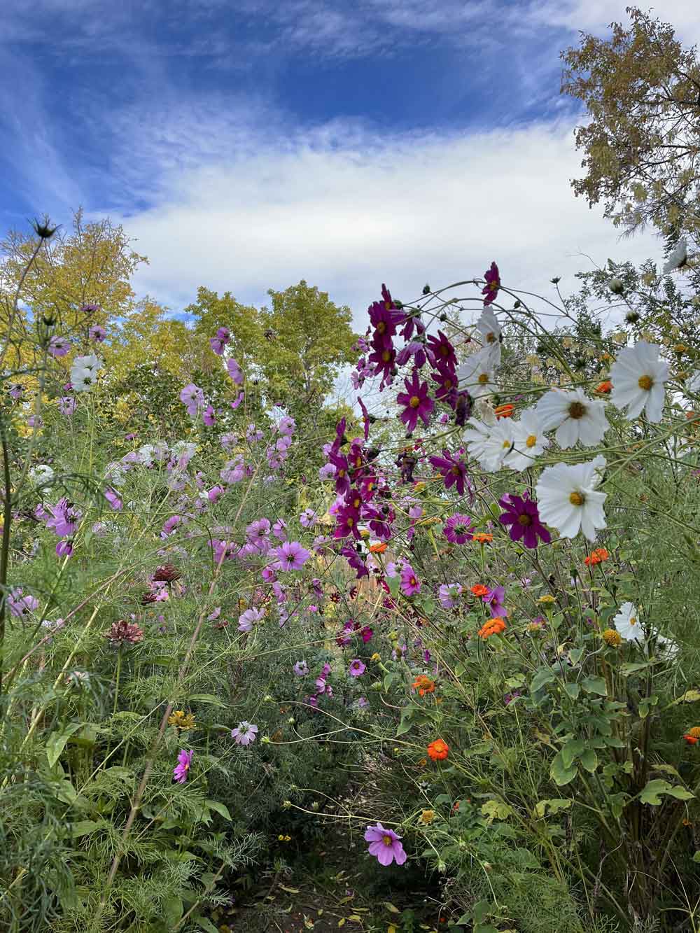 My wildflower jungle