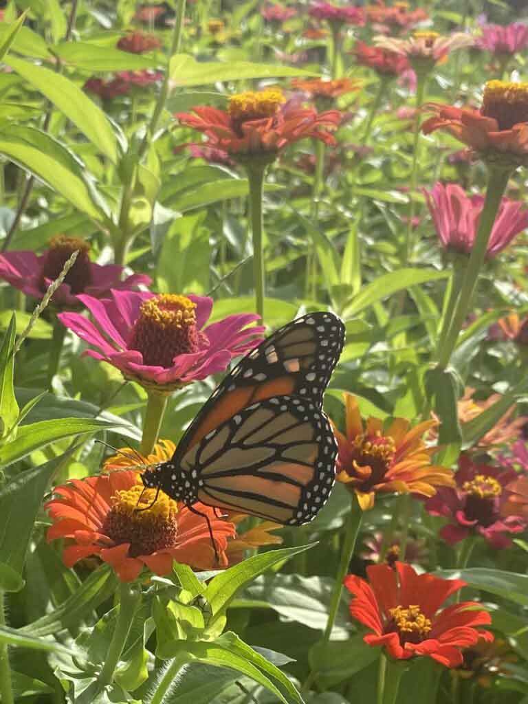 Monarch on zinnias