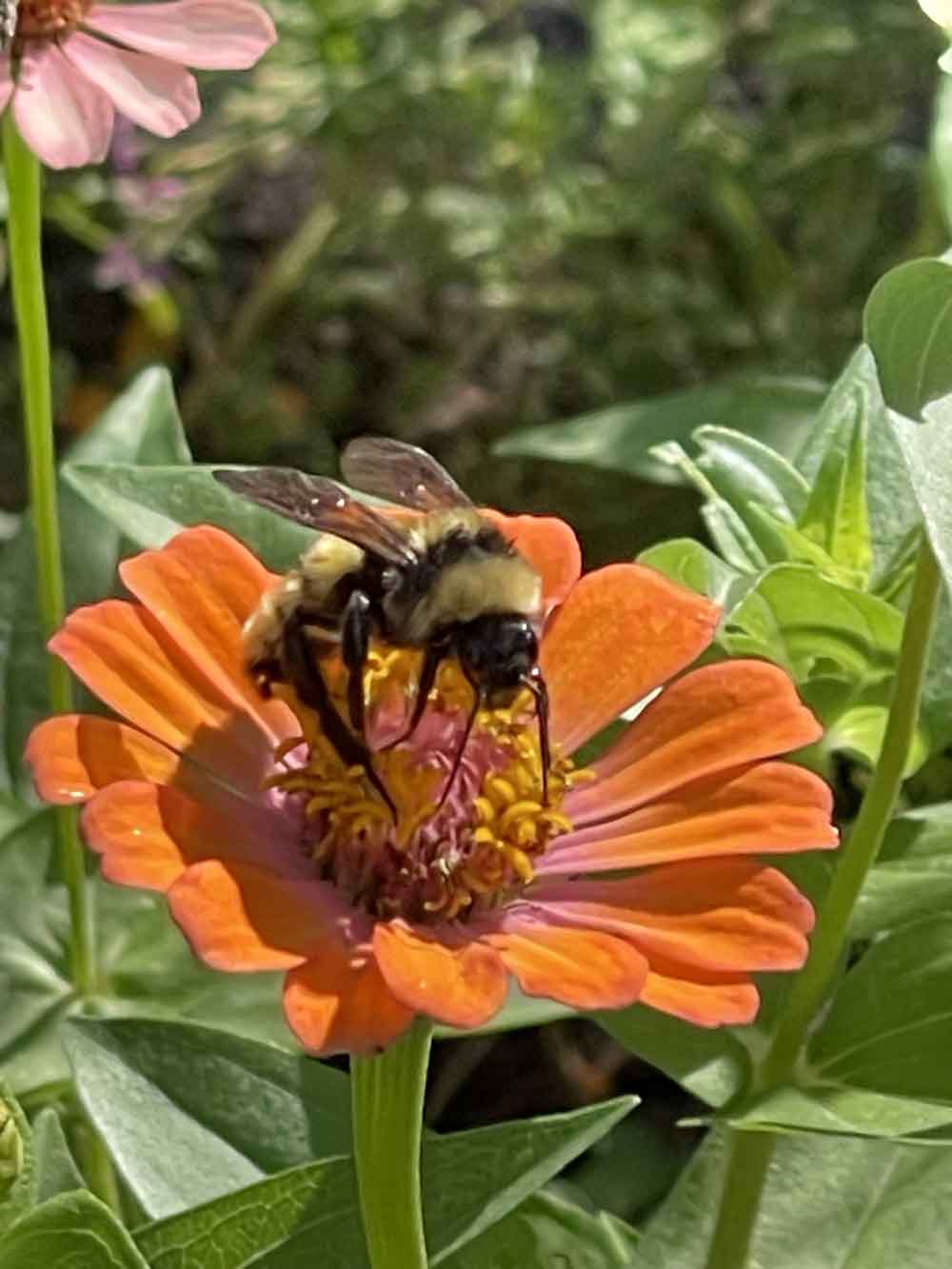 The bees love our zinnias!