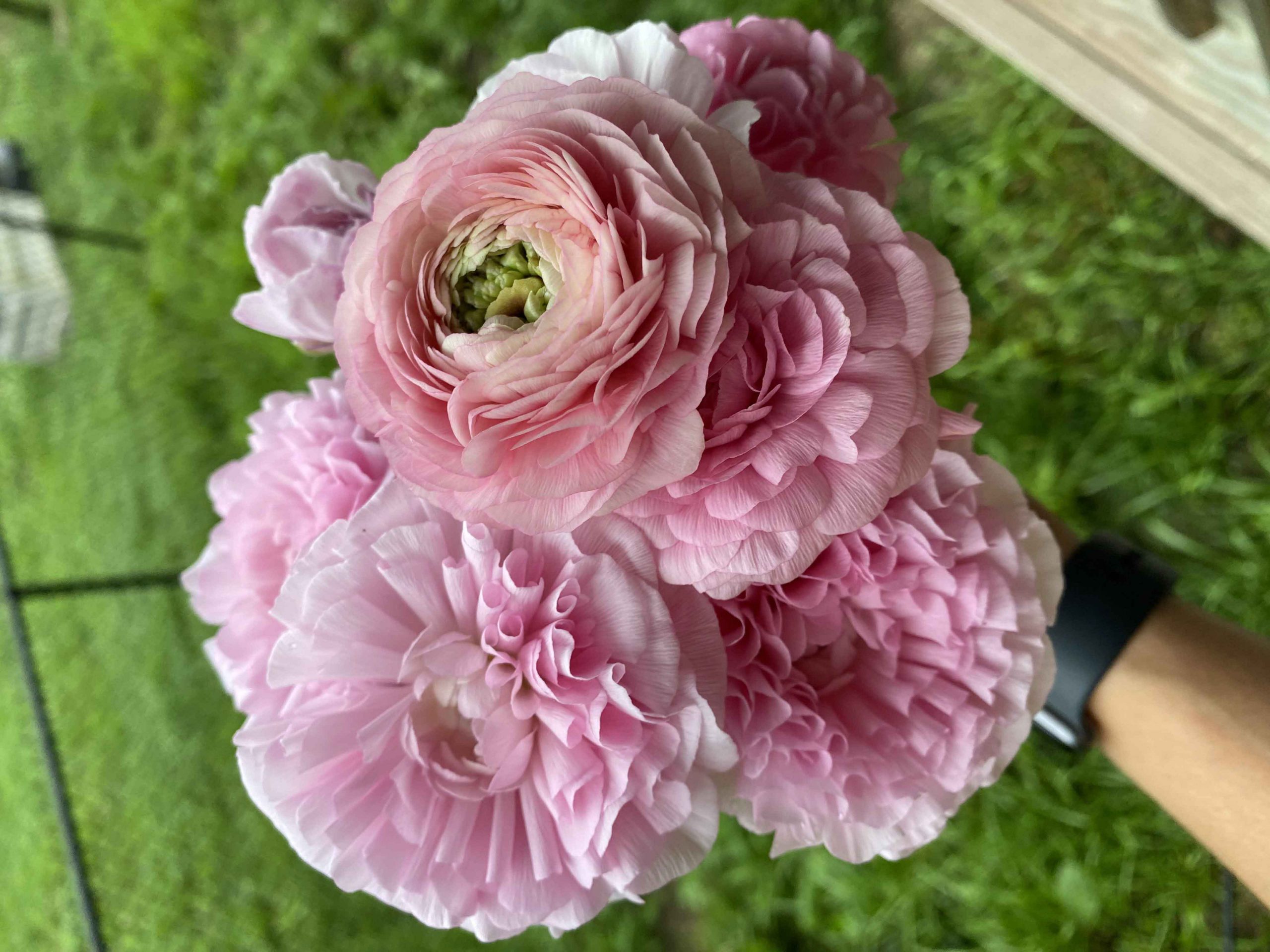 Rananculus bouquet