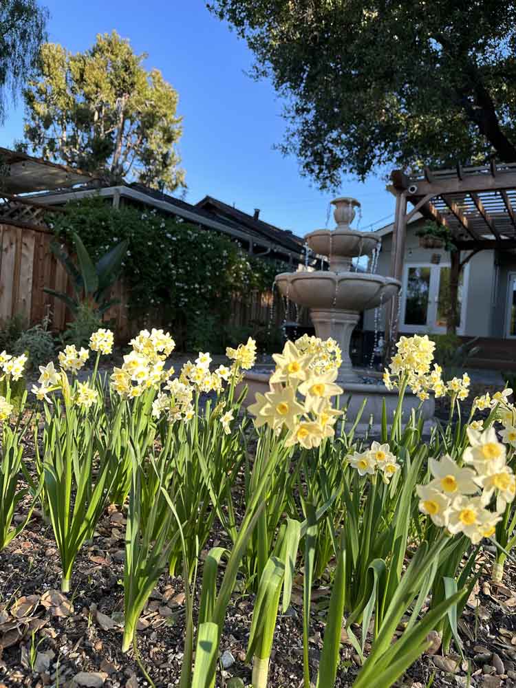 Shining Daffodil in winter