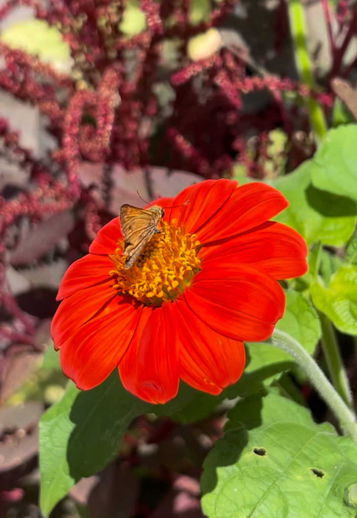 Tithonia, a butterfly magnet!