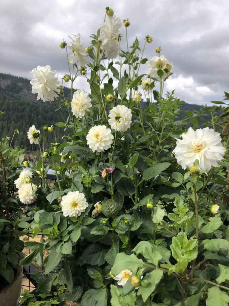 My dahlias on my deck