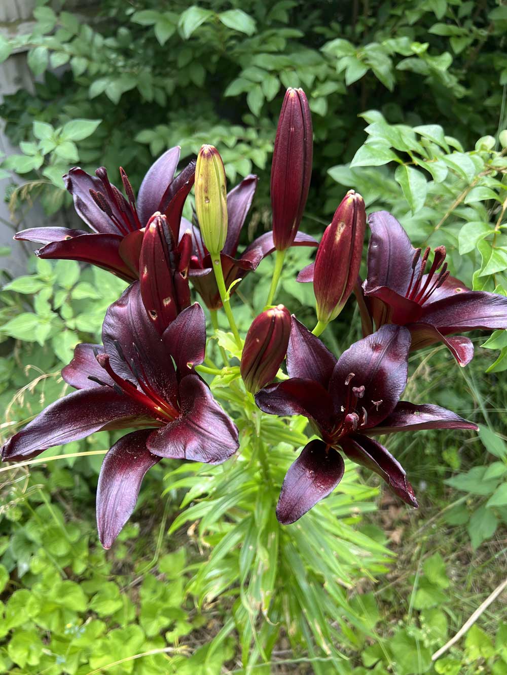 Night Rider Lilies