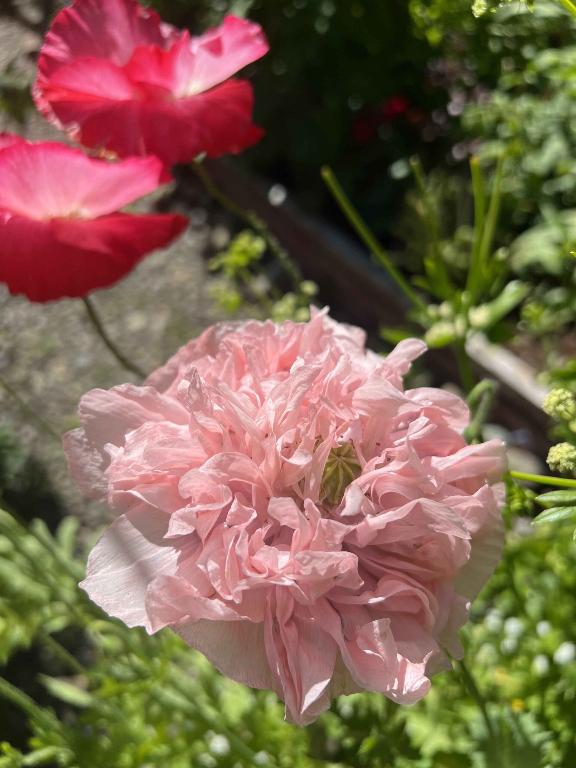 Beautiful poppies!