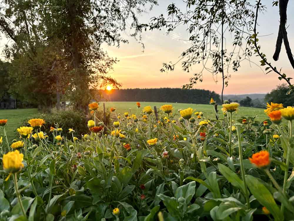 Calendula for homemade skincare!