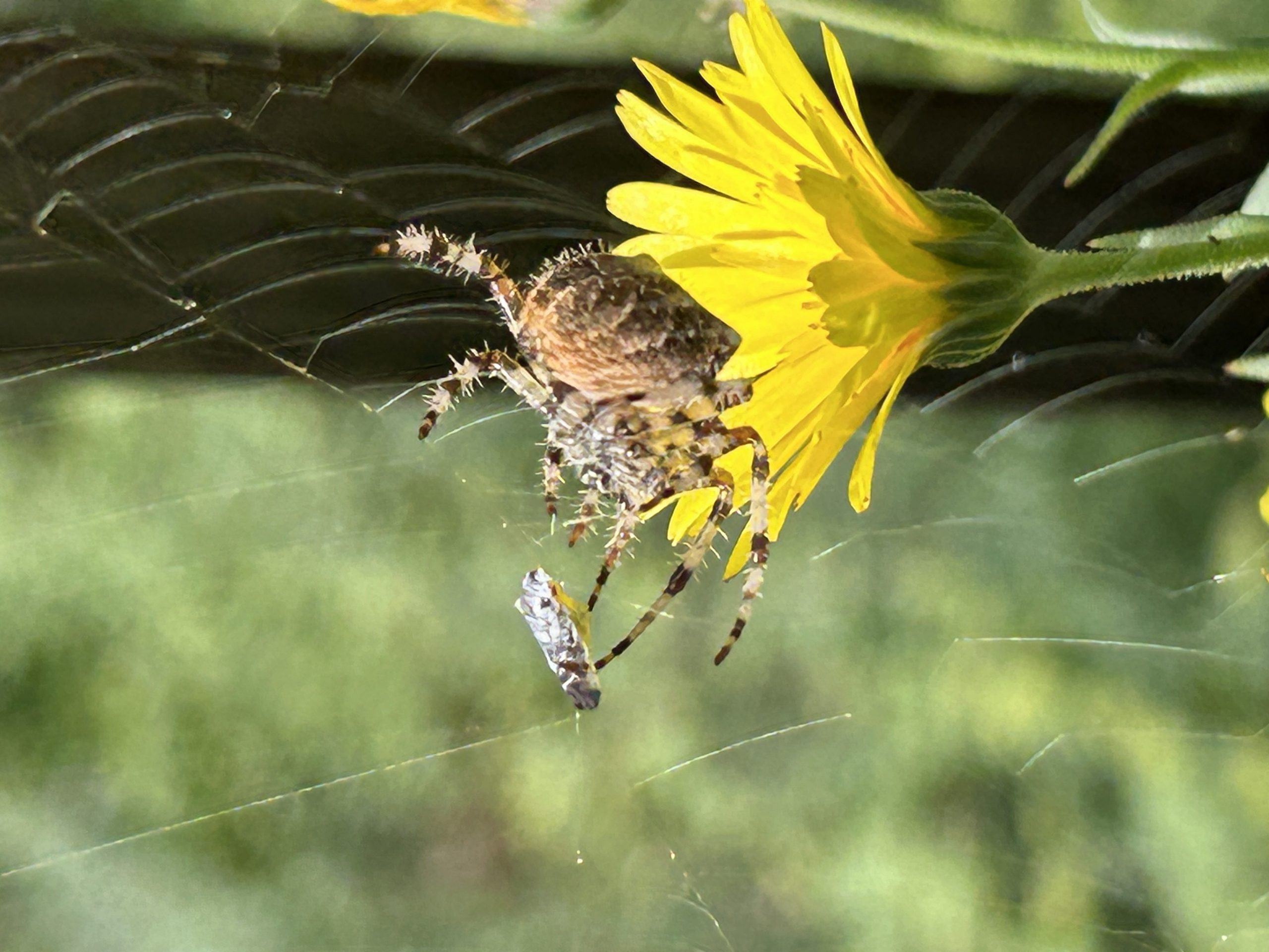 Clown face spider with Calendula