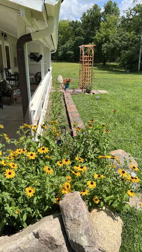 Black-eyed Susans wearing bright yellow.