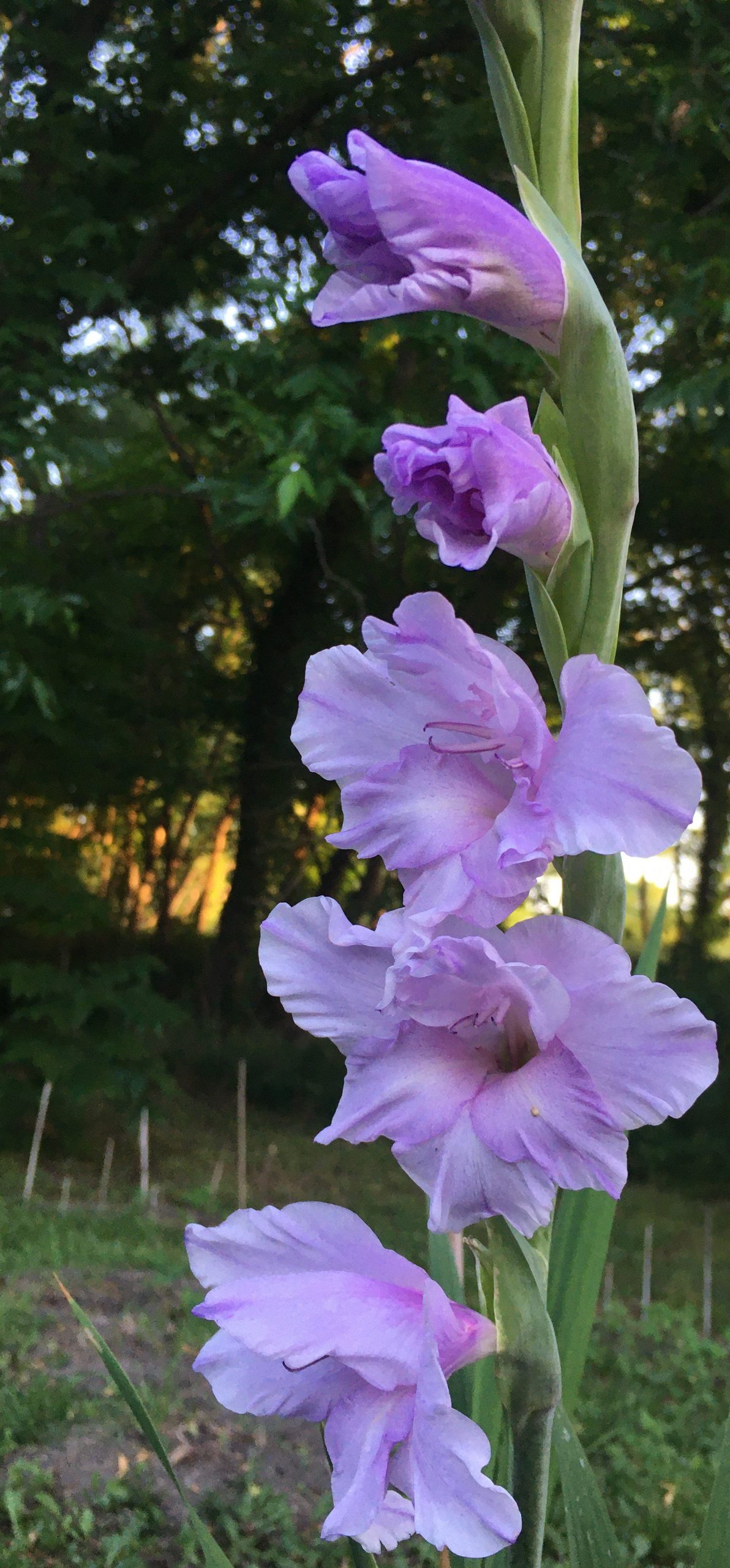 Gladiolus at magic hour