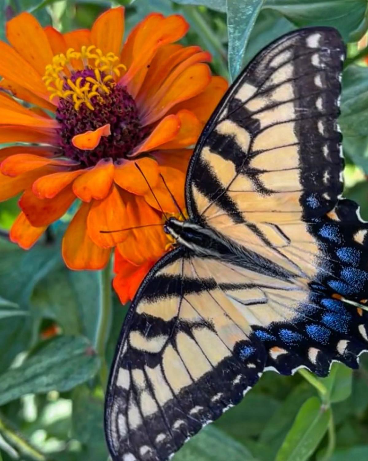 A Swallowtail on my Zinnias