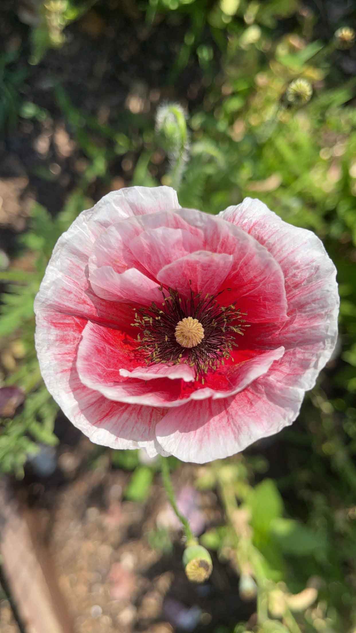 A lovely poppy