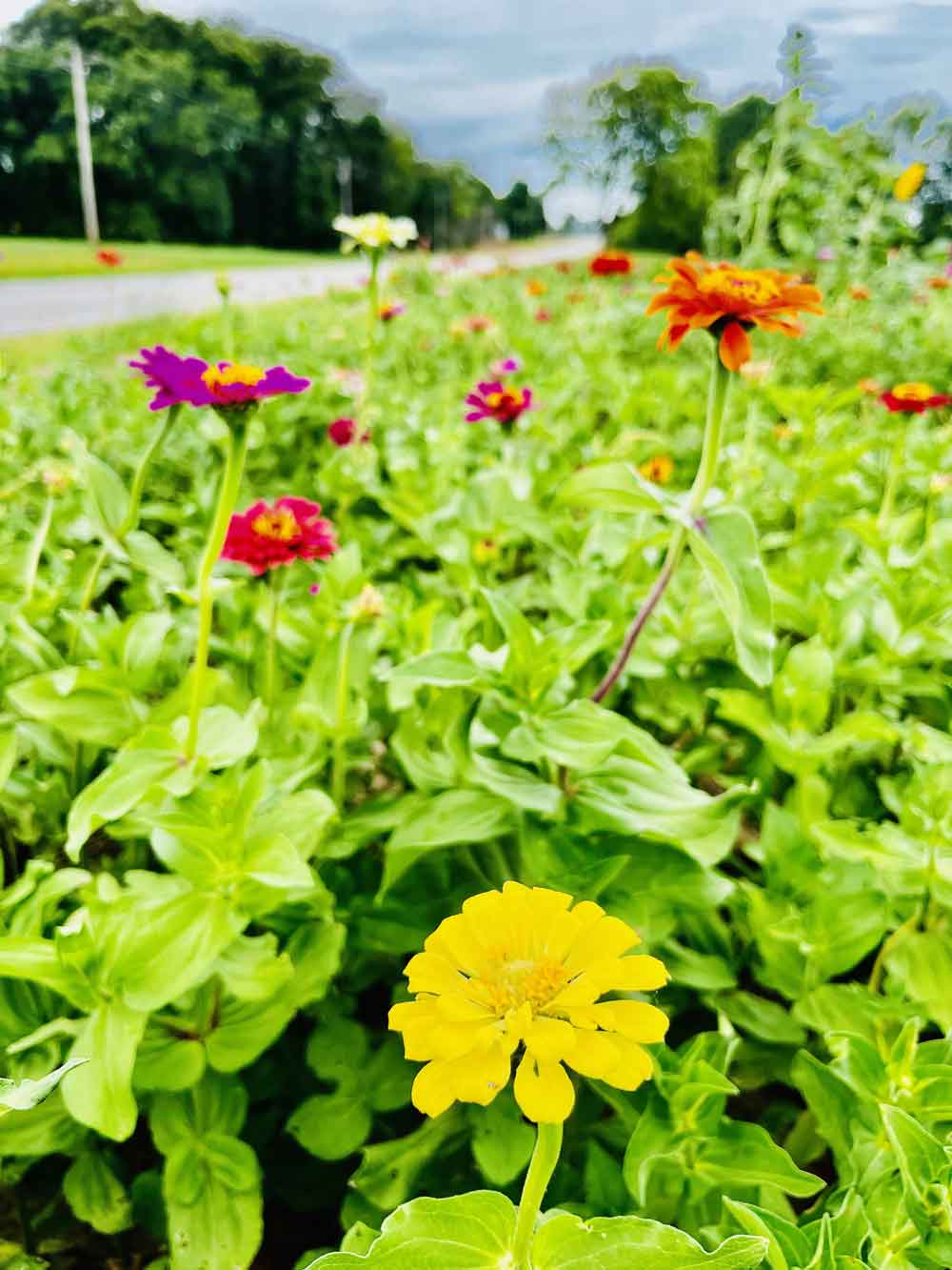 My amazing zinnia field