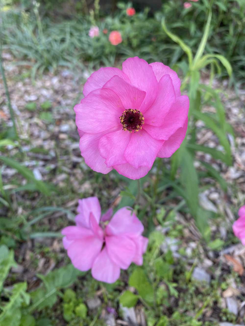 Pink poppy!