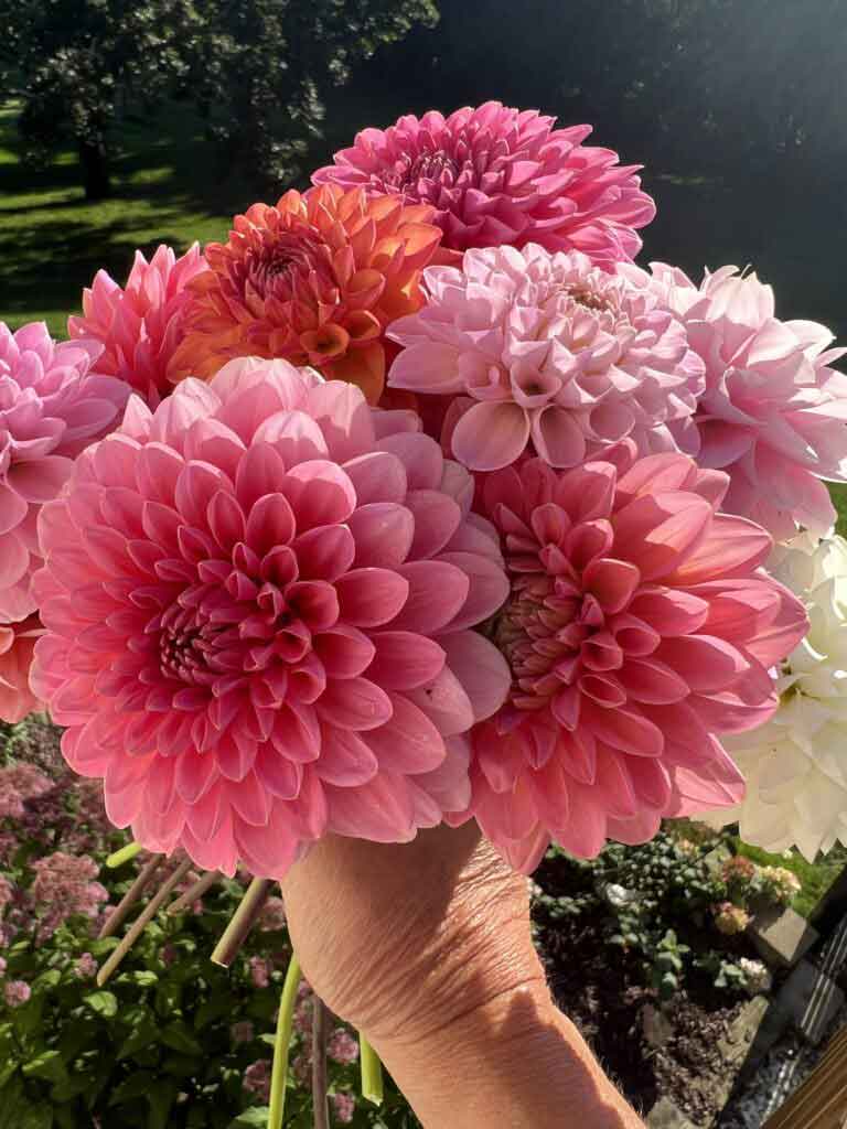 Pink Dahlias