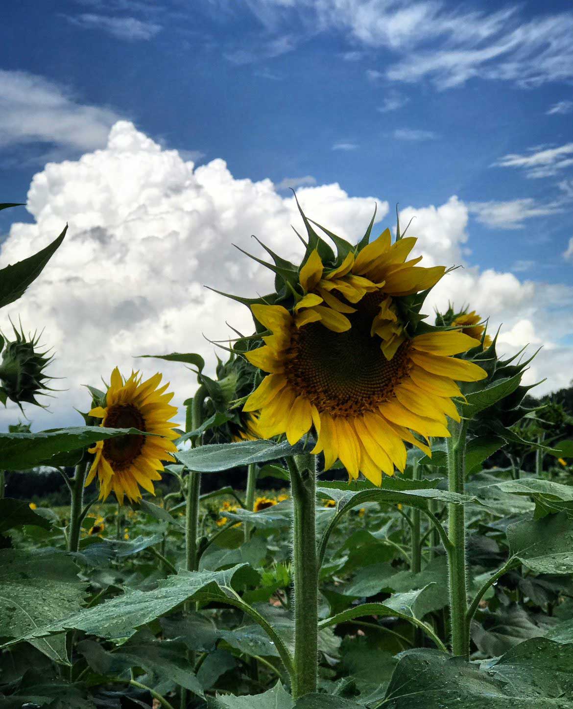 I love sunflowers!