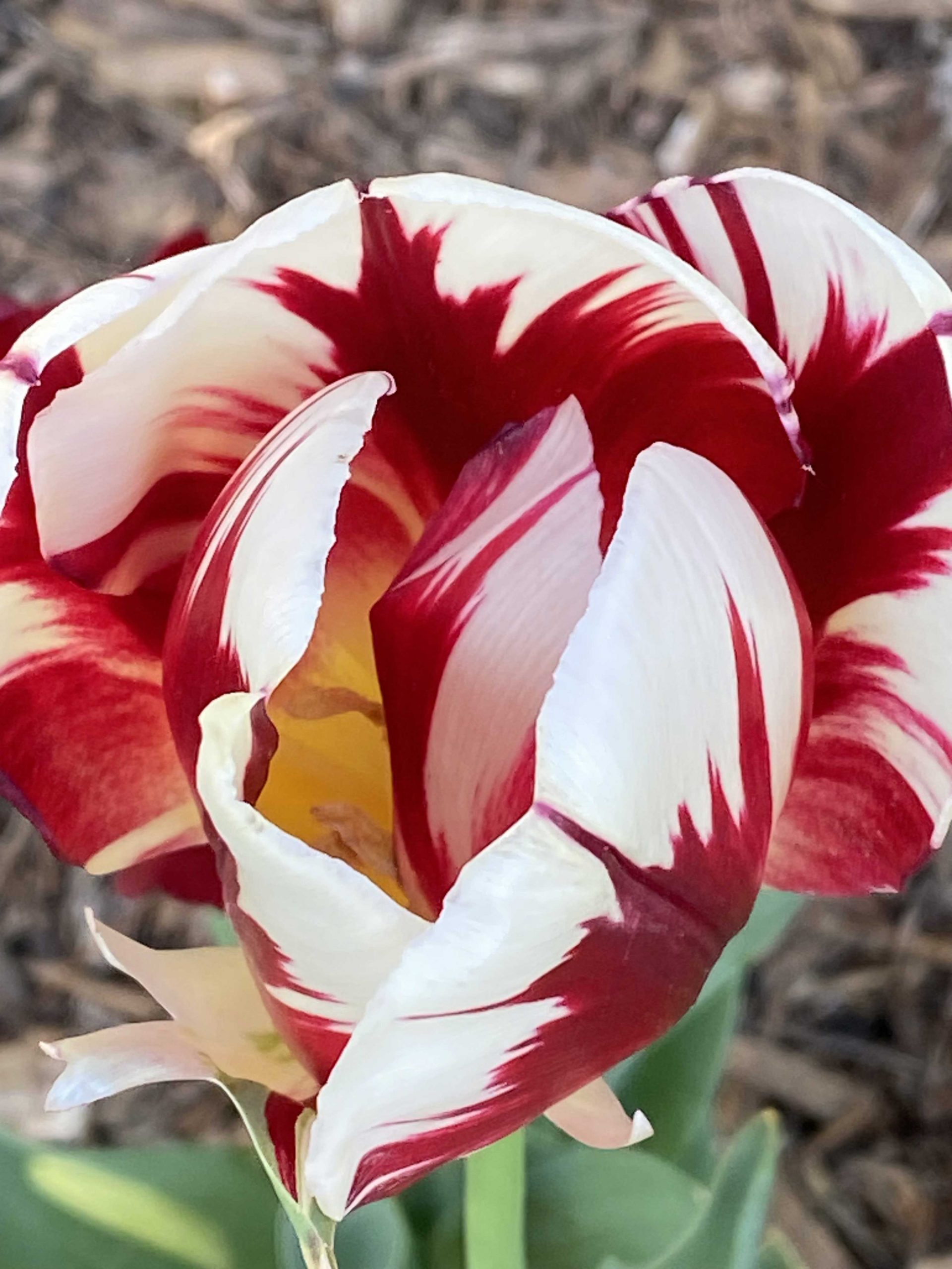 Red tulips