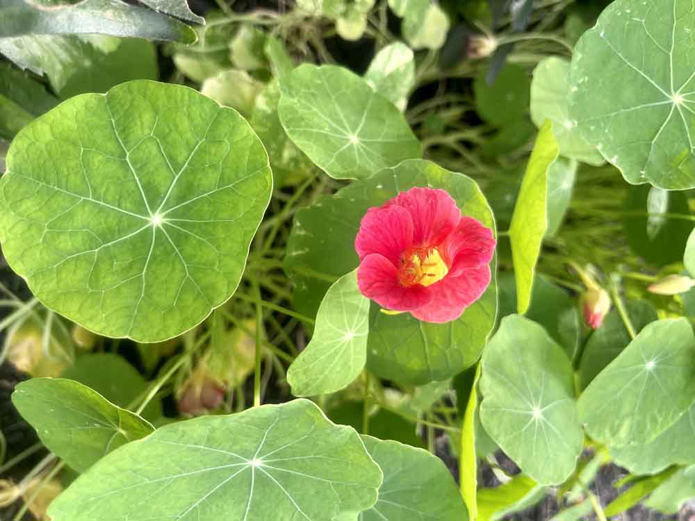 Pink nasturtium