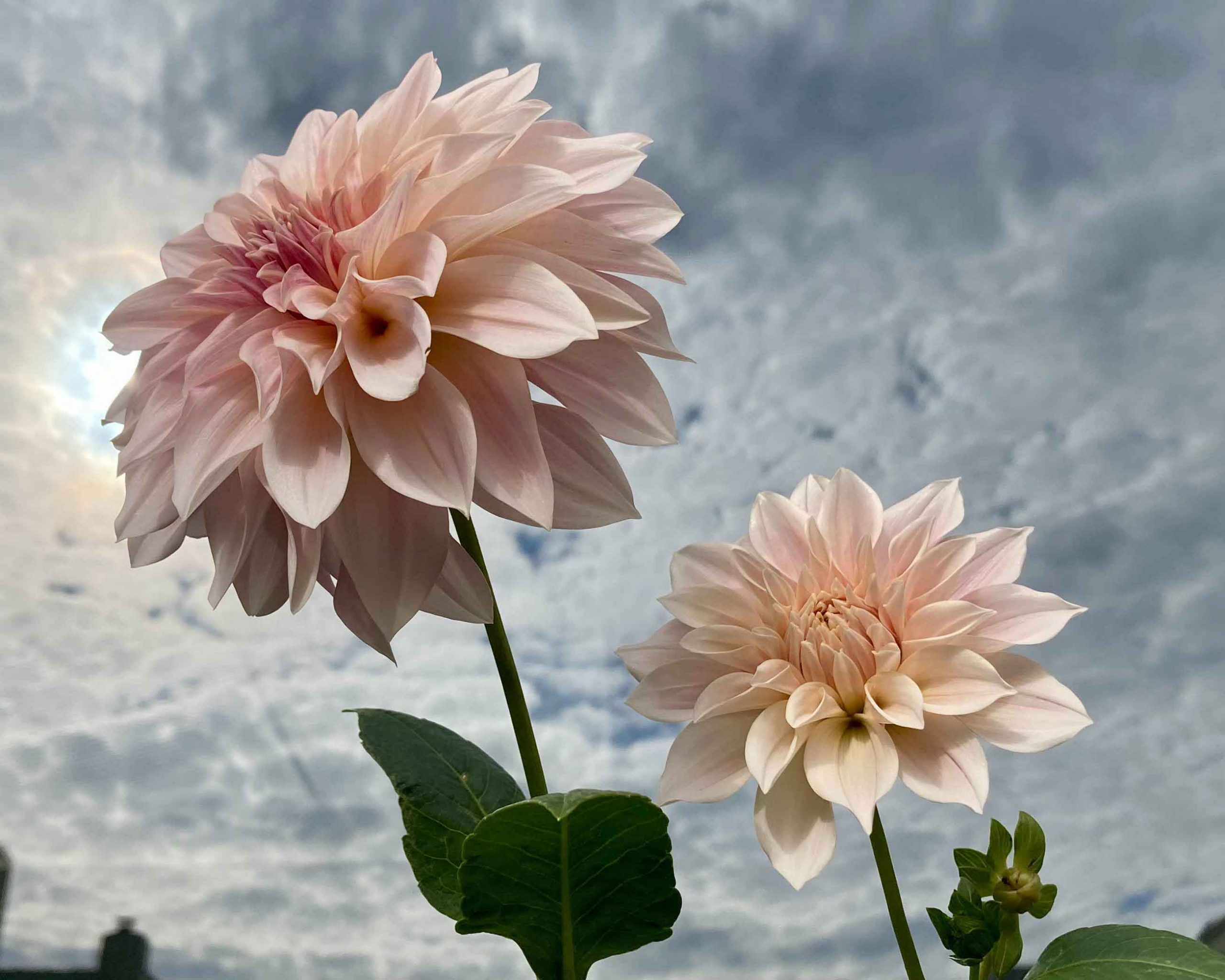 Cafe au Lait on a Cloudy Day