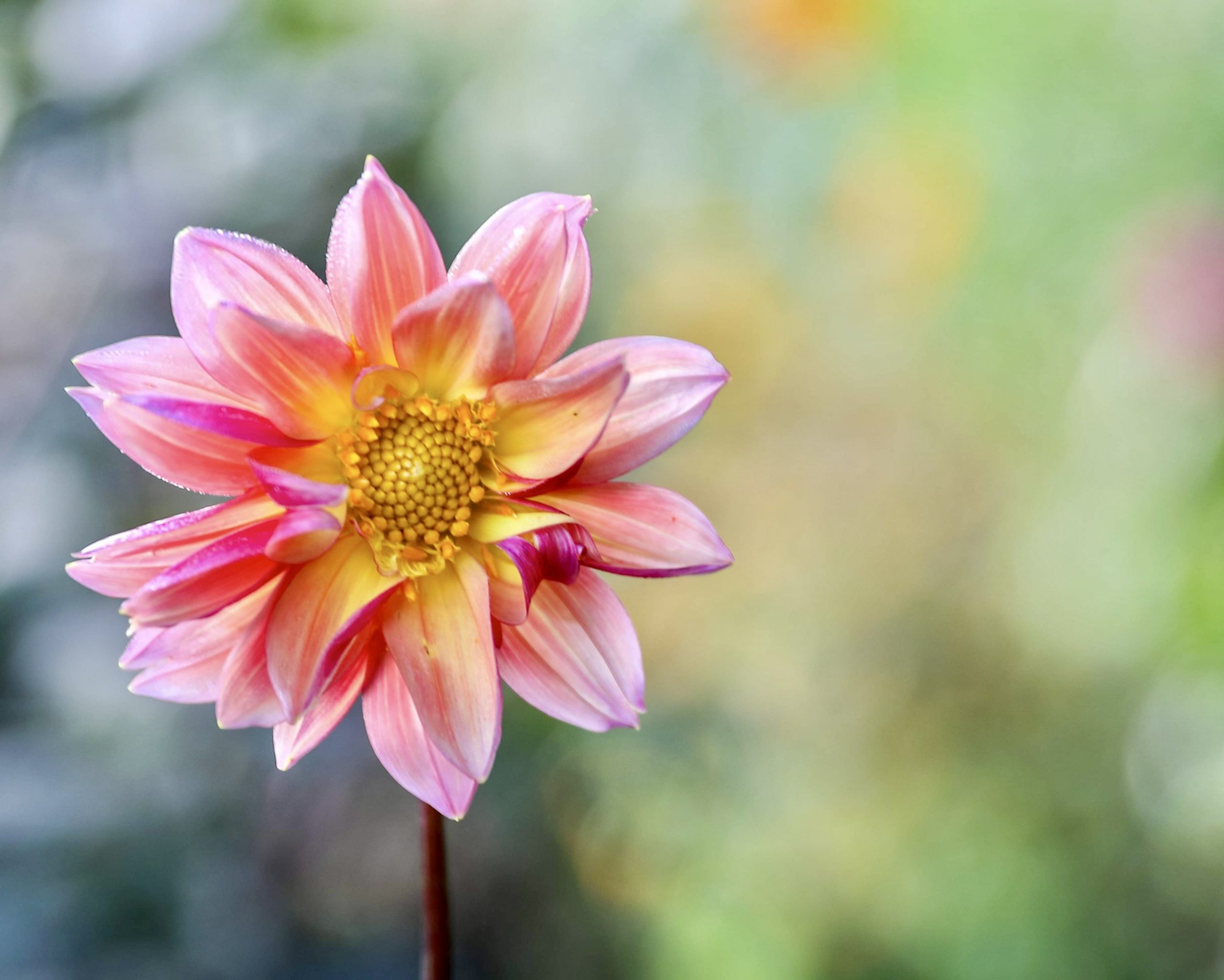 Single Dahlia