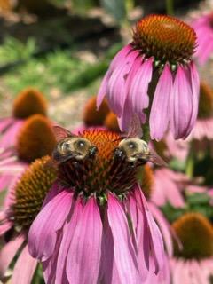 purple coneflower