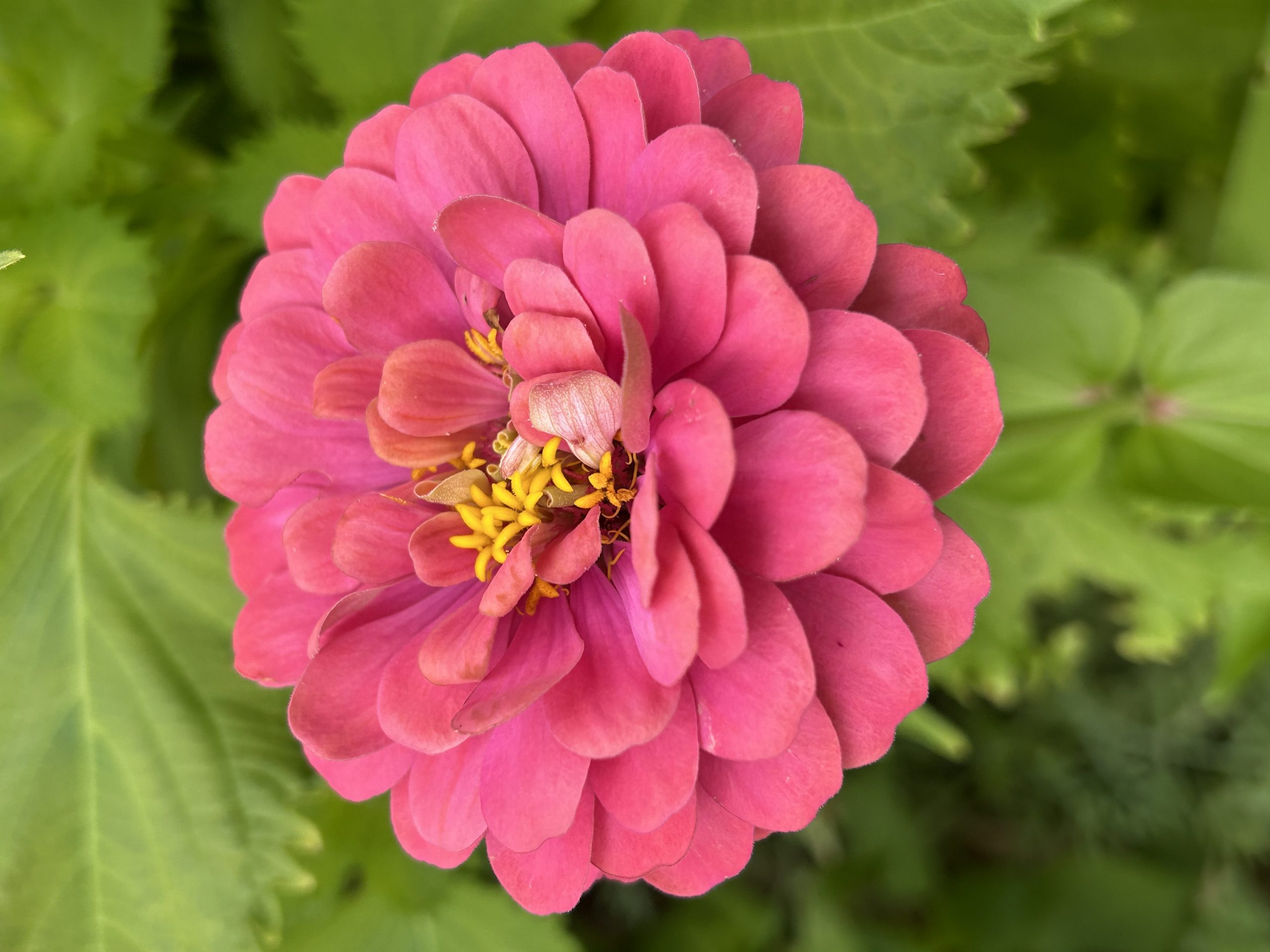 Antique toned pink zinnia