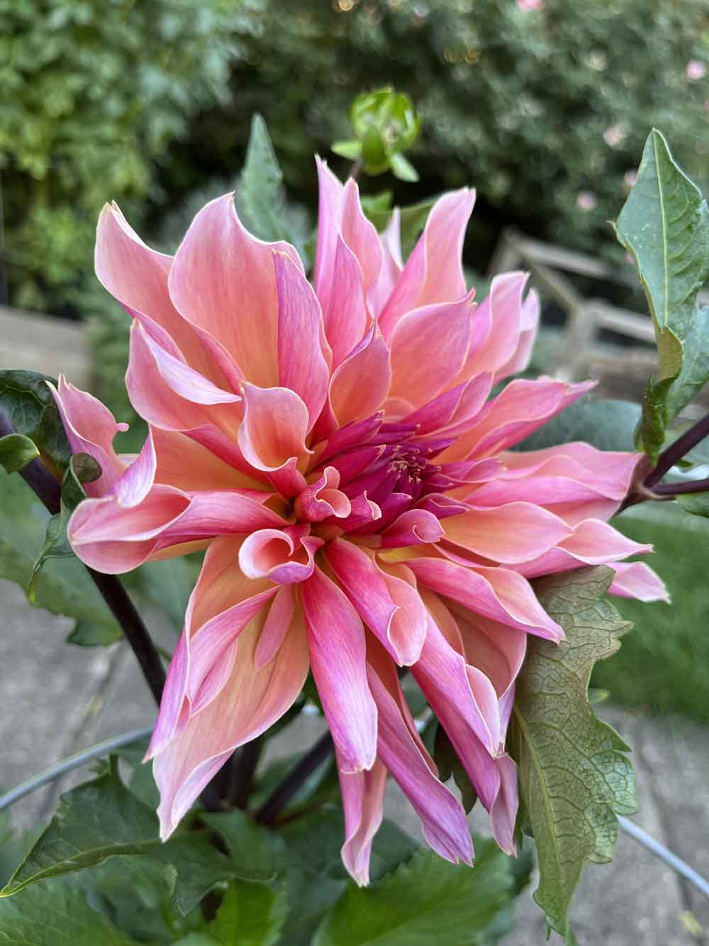 A favorite Eden dahlia