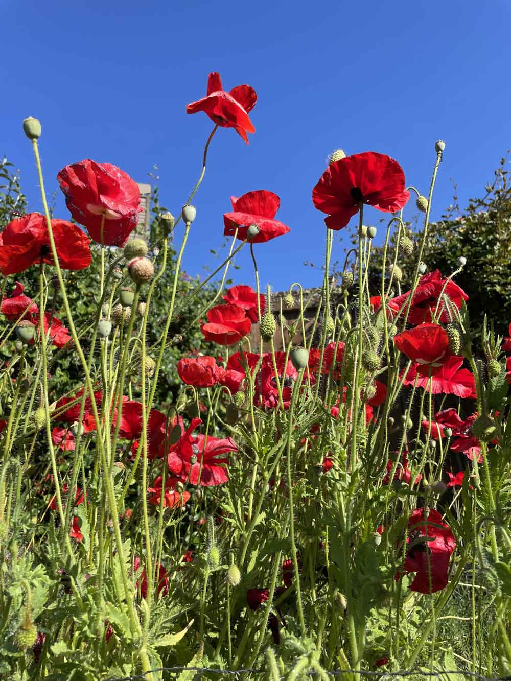 Red Corn poppy