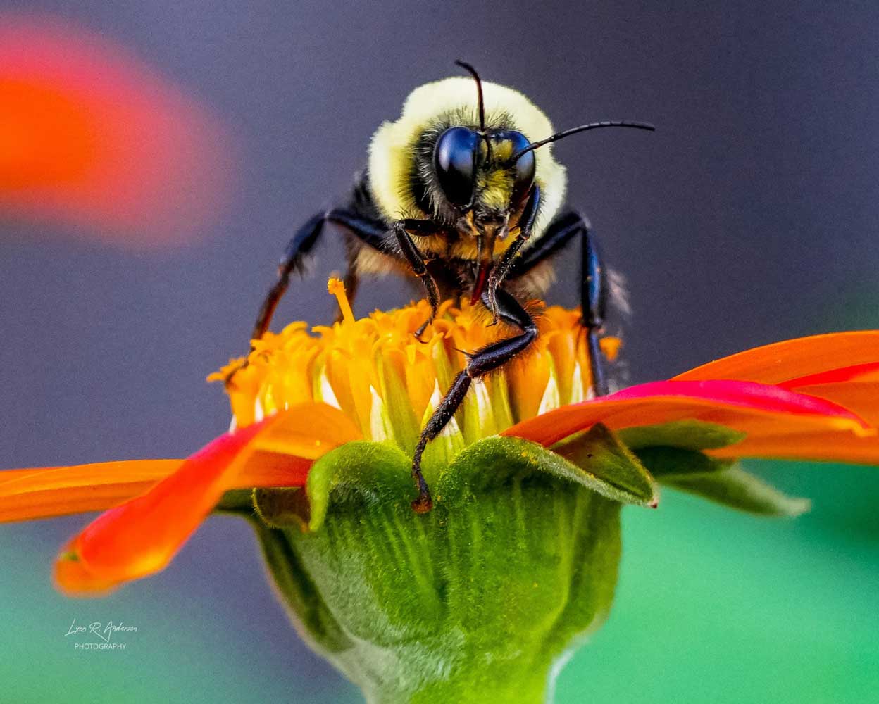 Mexican sunflower feast!