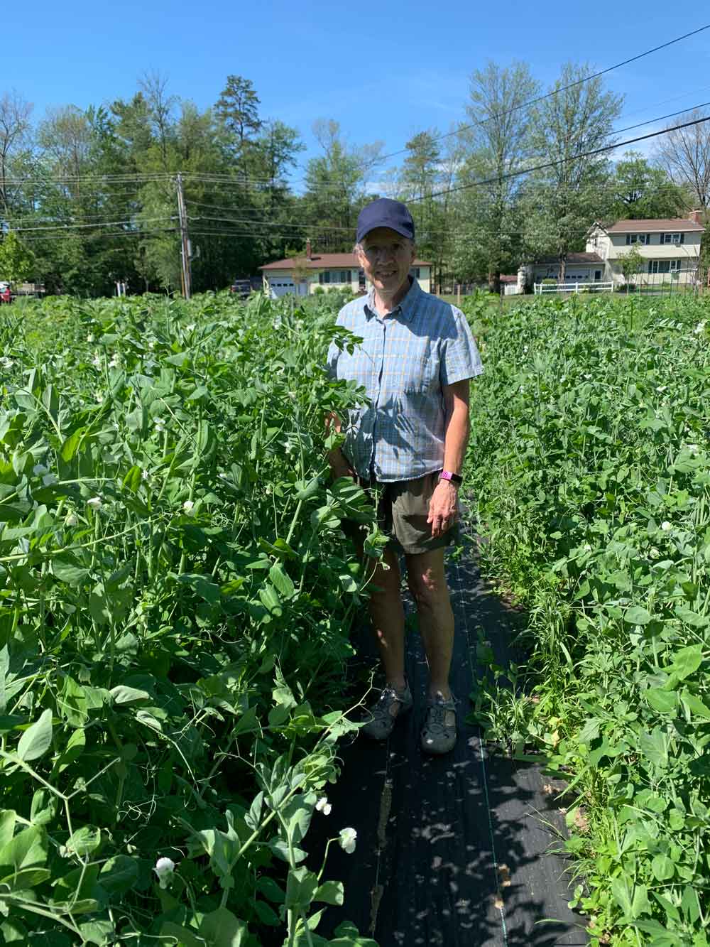 Pea-palooza!