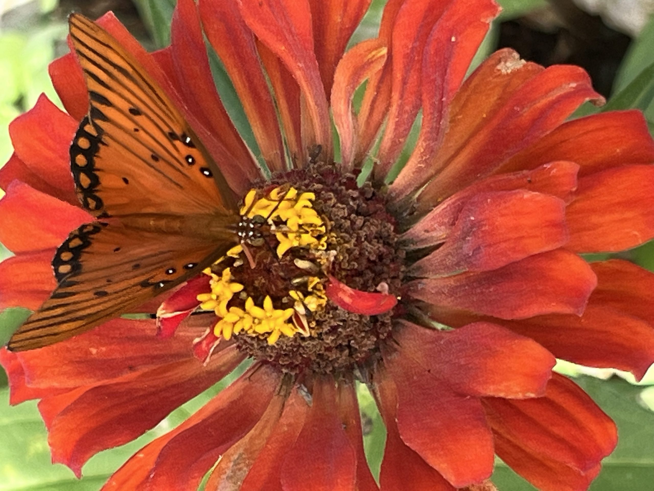 A Flower’s Gift to a Pollinator Friend