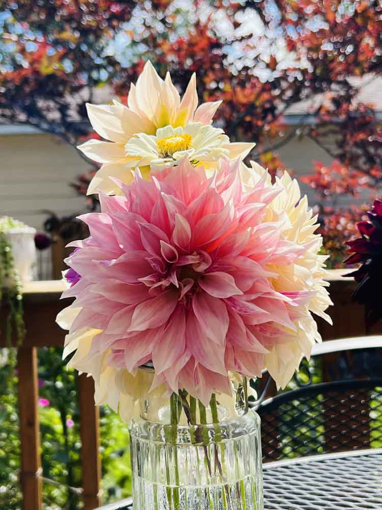 Backyard cut flowers