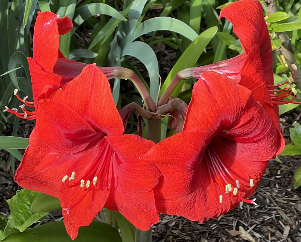 Brightest Red in the Garden!