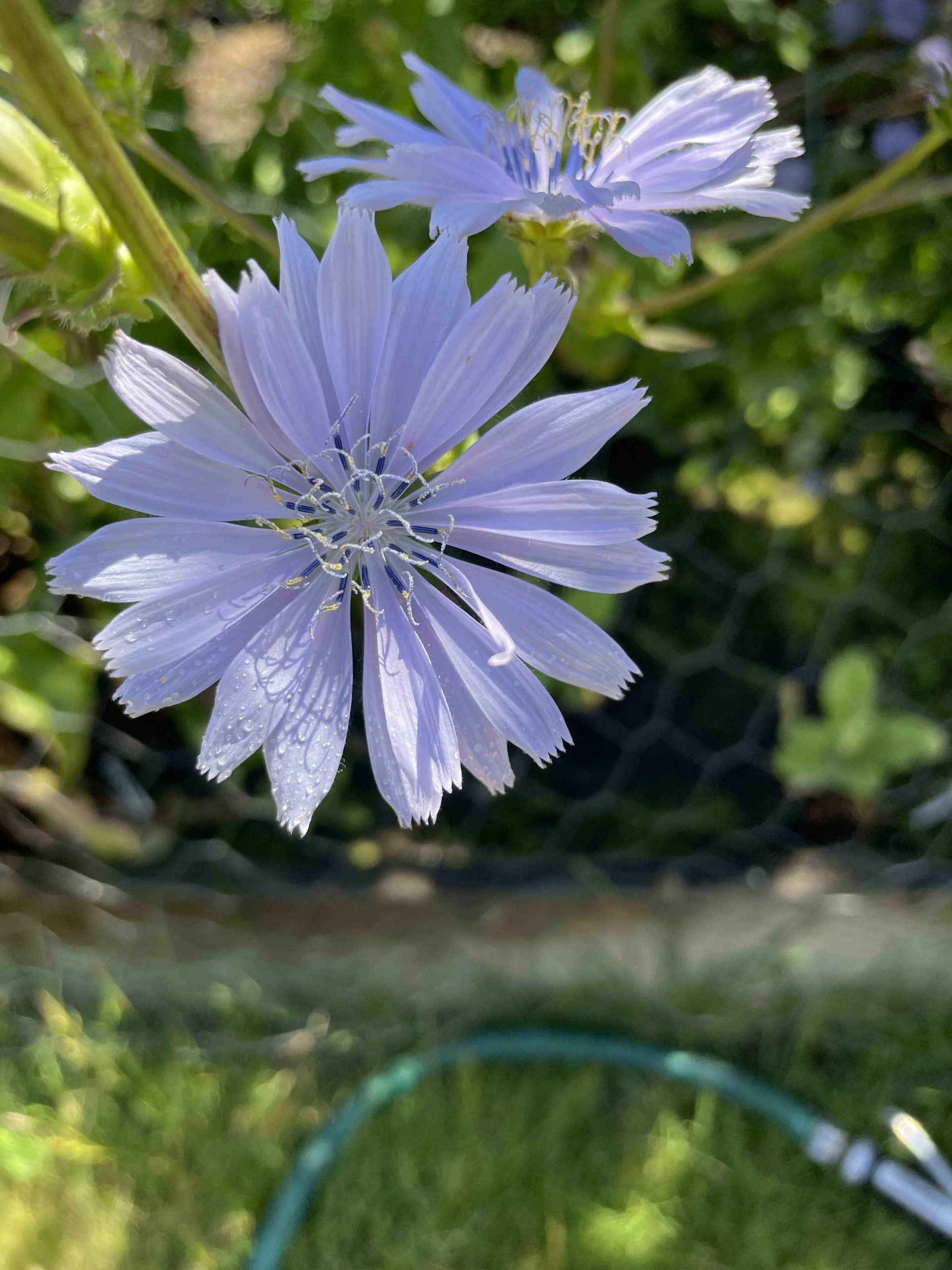 Chicory flowers