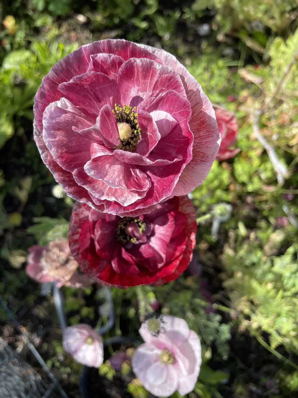 Gorgeous Poppies