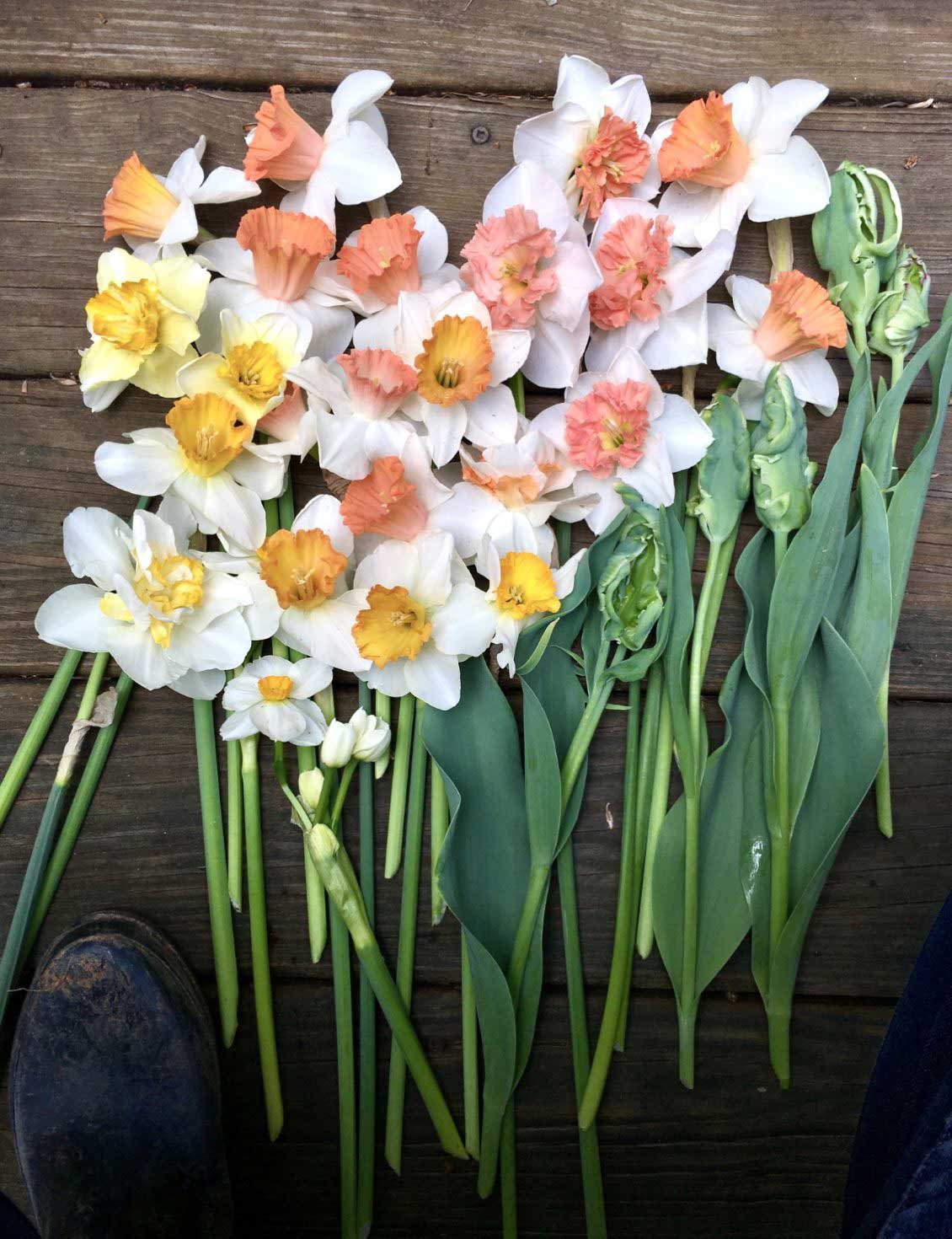 Daffodil harvest, plus a few parrot tulips