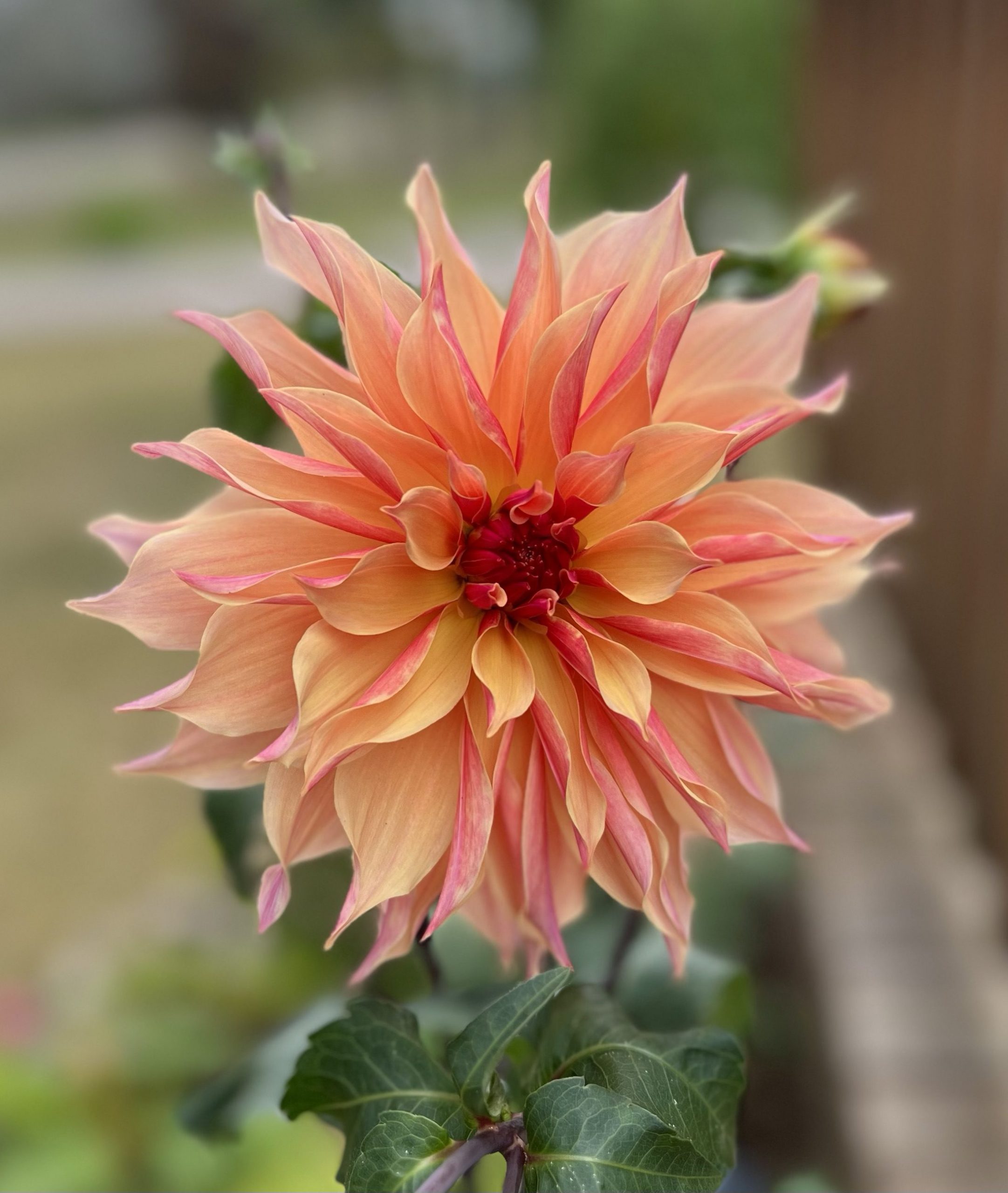 My backyard dahlia