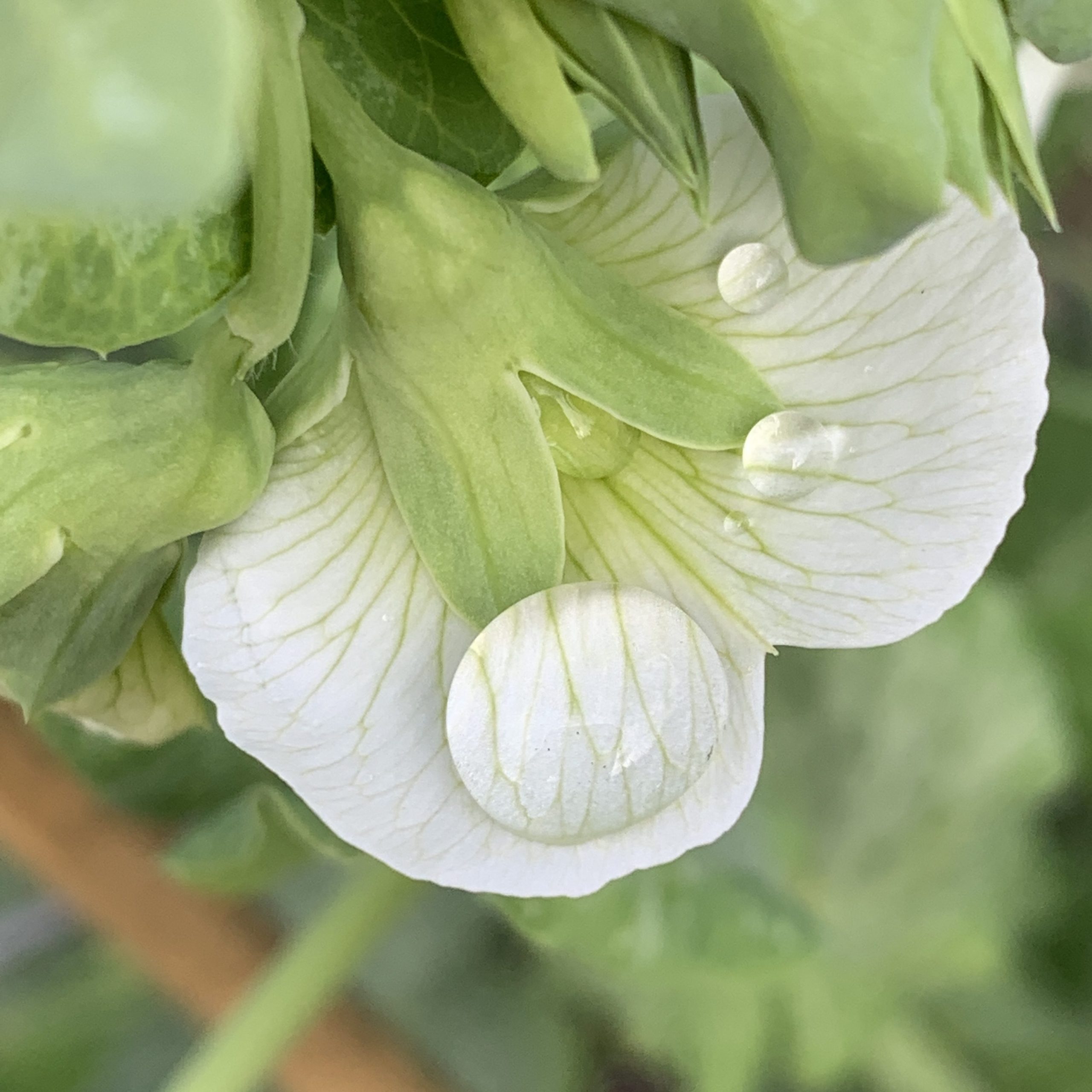 rain rests on a snap pea blossom