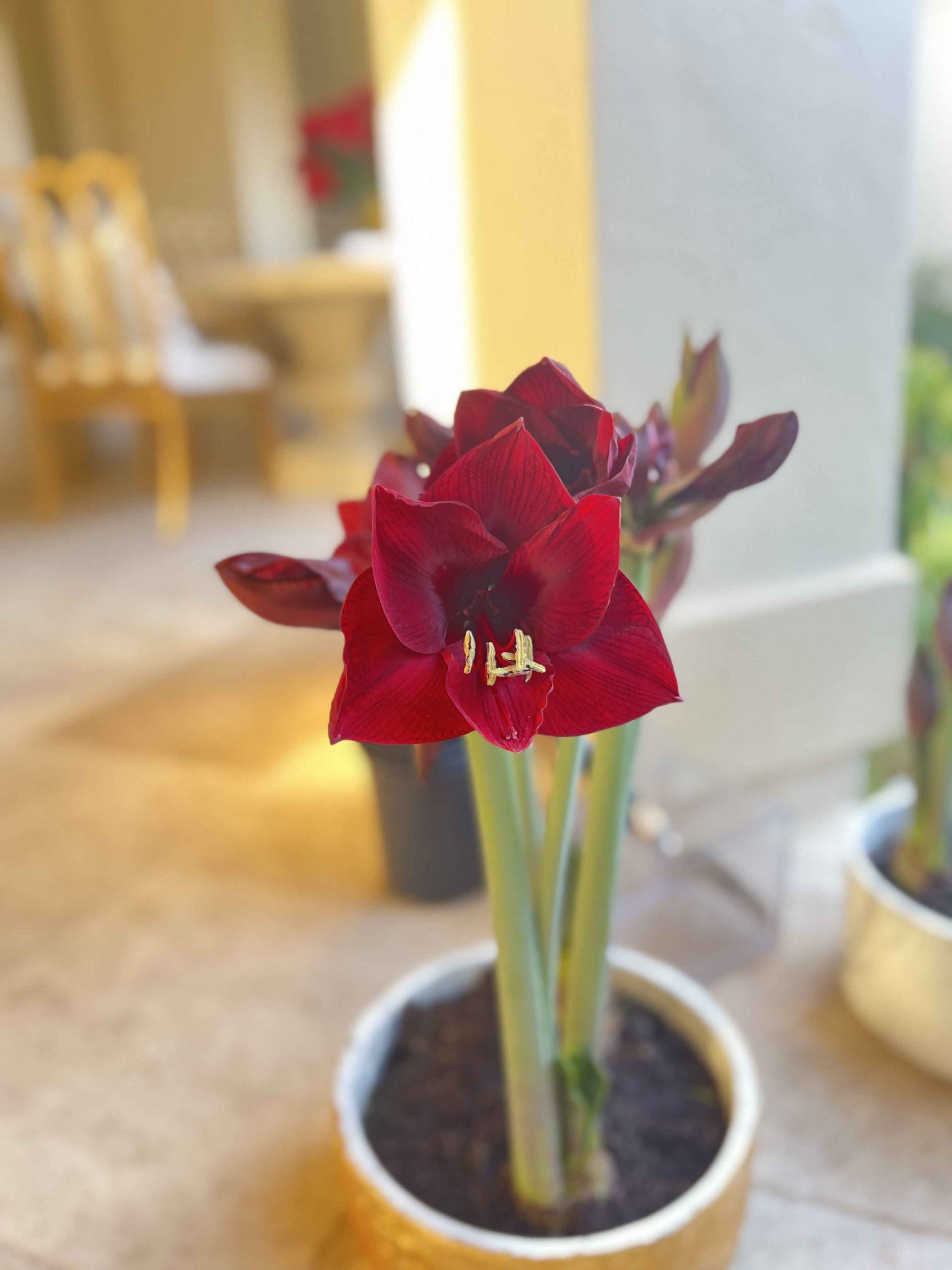 My favorite Amaryllis