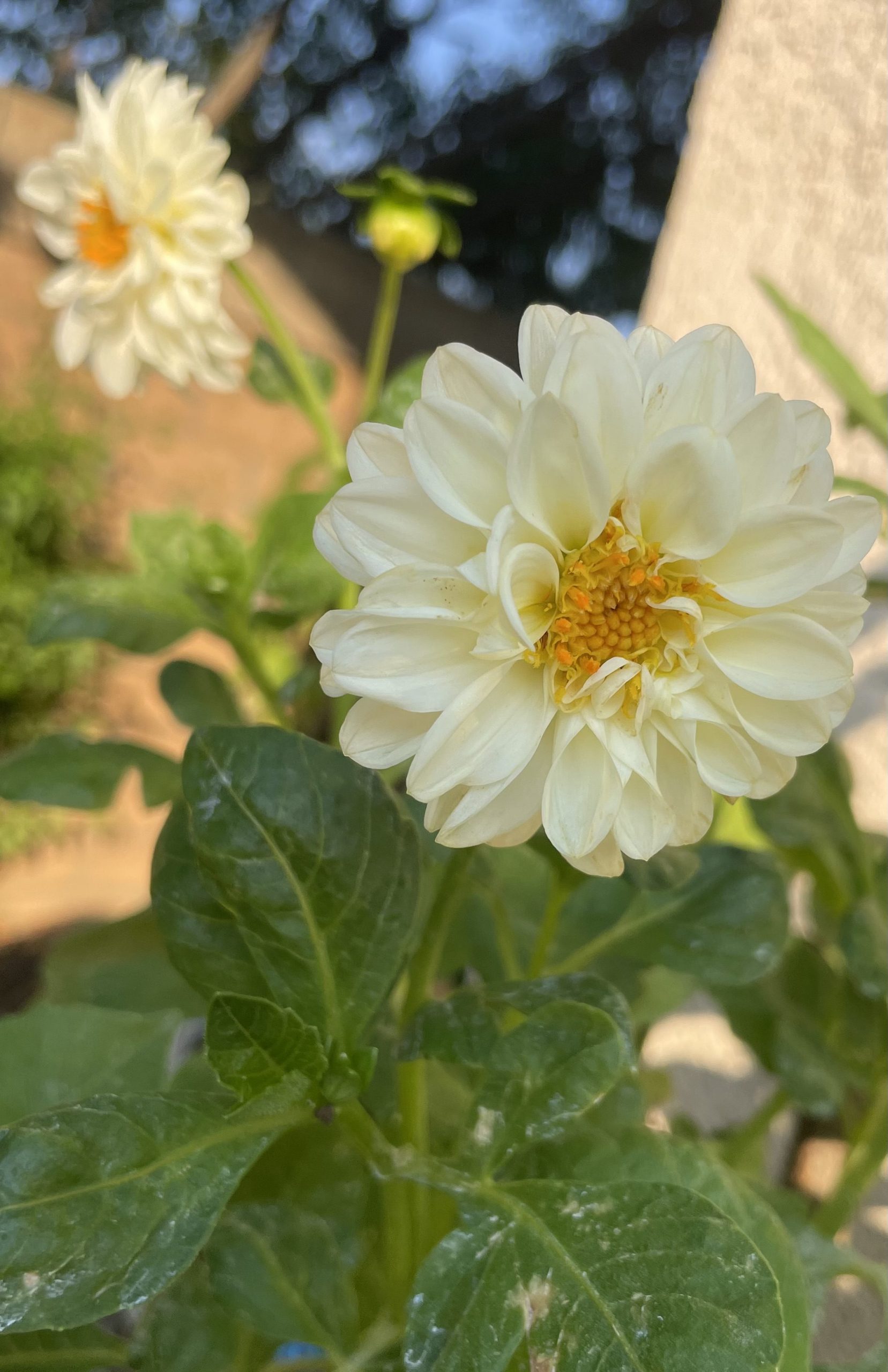 White Dahlia