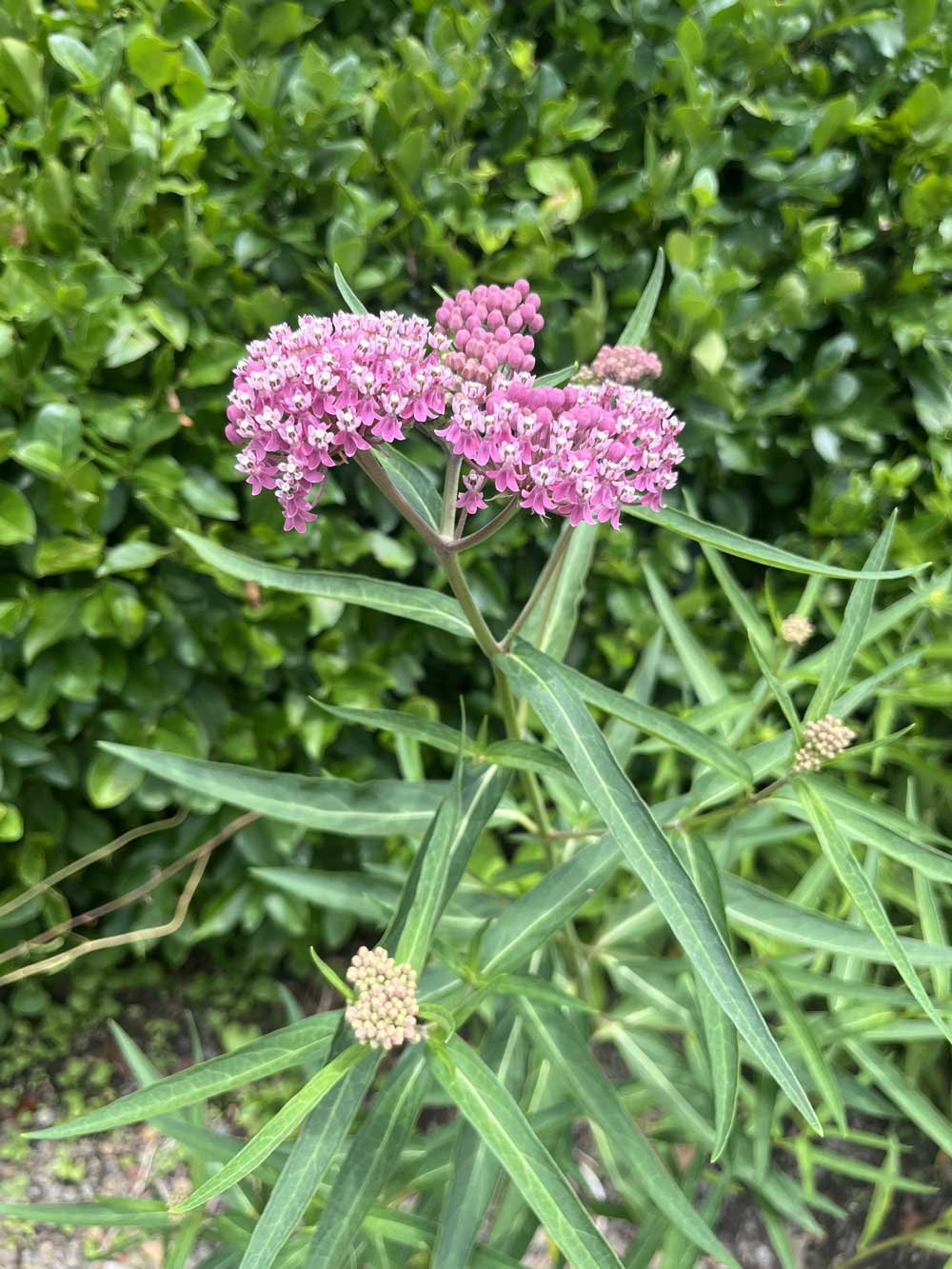 Swamp Milkweed